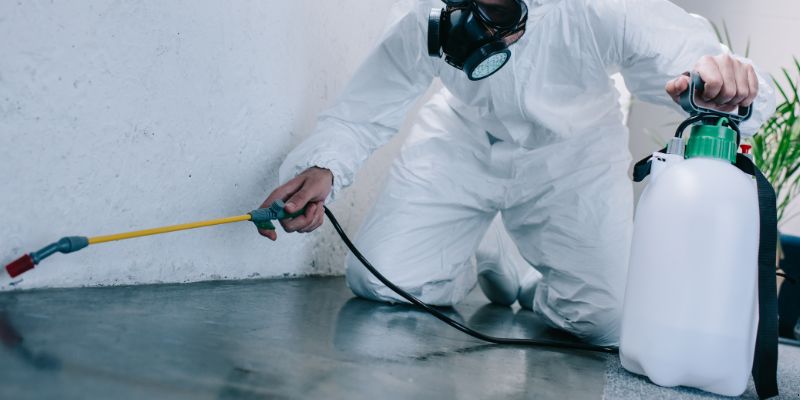 Como é feita a dedetização de baratas em Betim